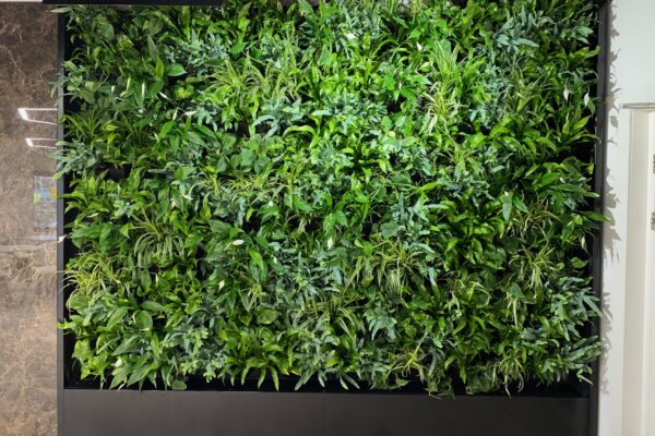 Living Greenwall - groenwand verticale tuin Amsterdam levend