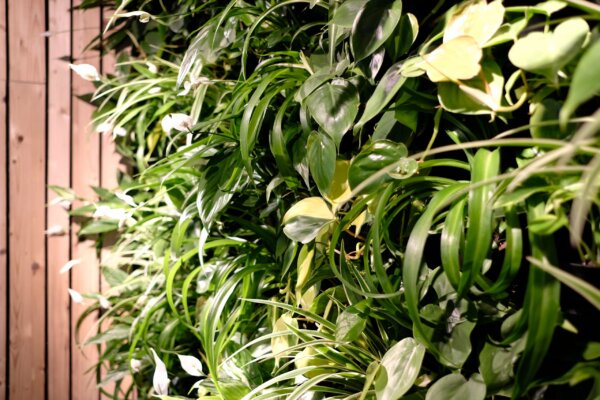 De Verticale Tuinman - Indoor Living Green Wall - Greenwall - Amsterdam