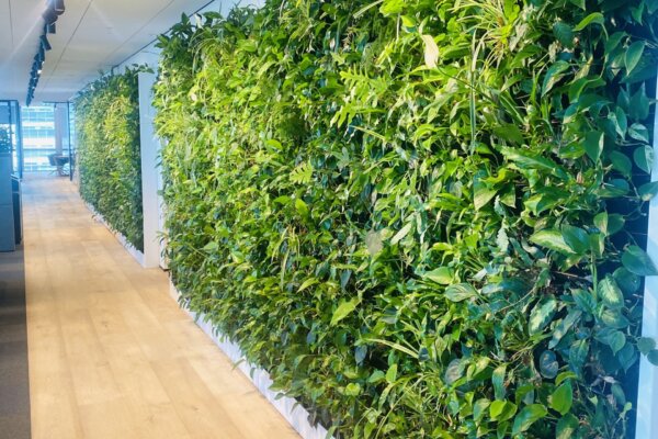 Living Greenwall - groenwand verticale tuin Amsterdam levend