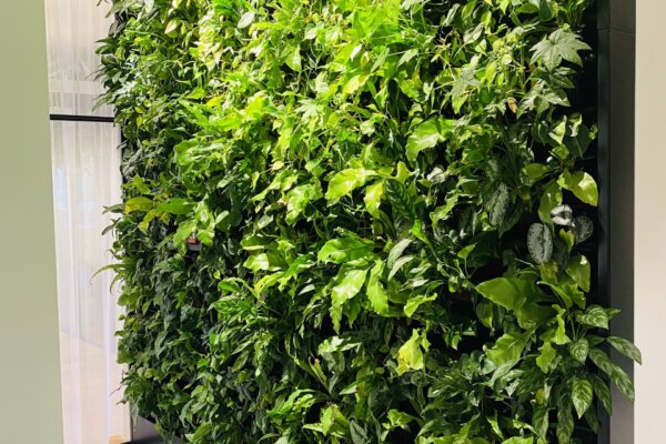 Living Greenwall - groenwand verticale tuin Amsterdam levend