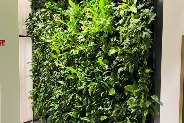 Living Greenwall - groenwand verticale tuin Amsterdam levend