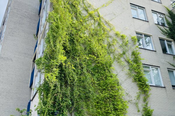 Outdoor Greenwall - De Verticale Tuinman - Gevelbekleding