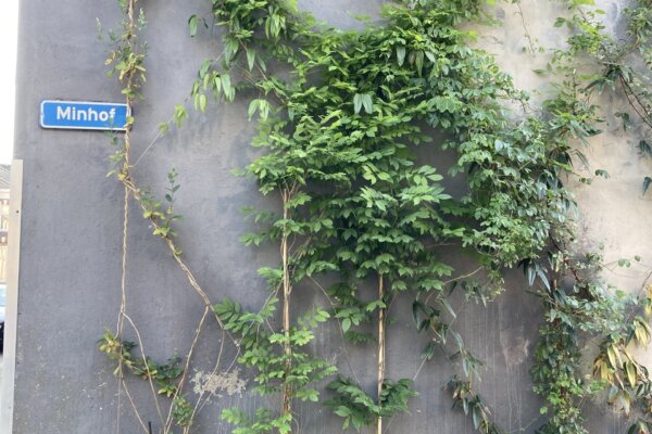 Outdoor Greenwall - De Verticale Tuinman - Gevelbekleding