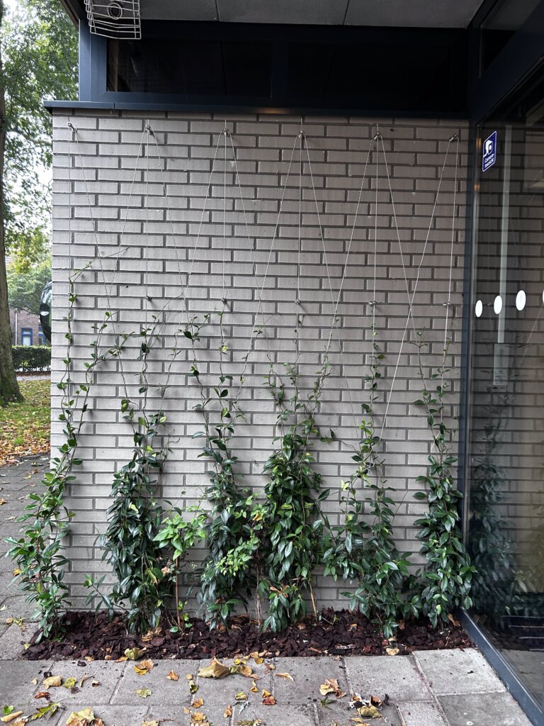 Staalkabels Bibliotheek Utrecht Green Cables Klimhulp klimplanten